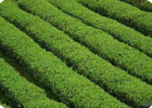 有機肥用于有機茶種植