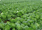 有機肥用于蔬菜種植